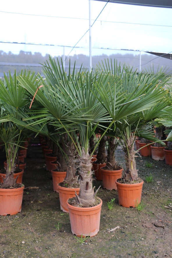 Winterharde palmboom | PalmbomenSpecialist.nl