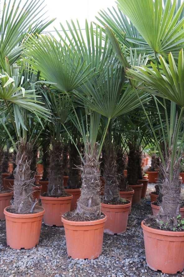 domineren logboek Philadelphia Winterharde palmboom kopen | PalmbomenSpecialist.nl