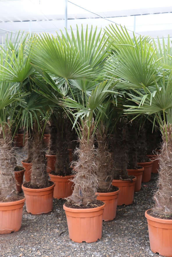 ontgrendelen Supermarkt selecteer Winterharde palmboom kopen | PalmbomenSpecialist.nl