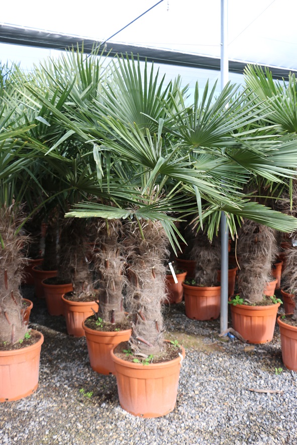 Vriendin koffie telex Trachycarpus fortunei - 90-110cm stamhoogte - 70 liter pot - Palmboom  Specialist