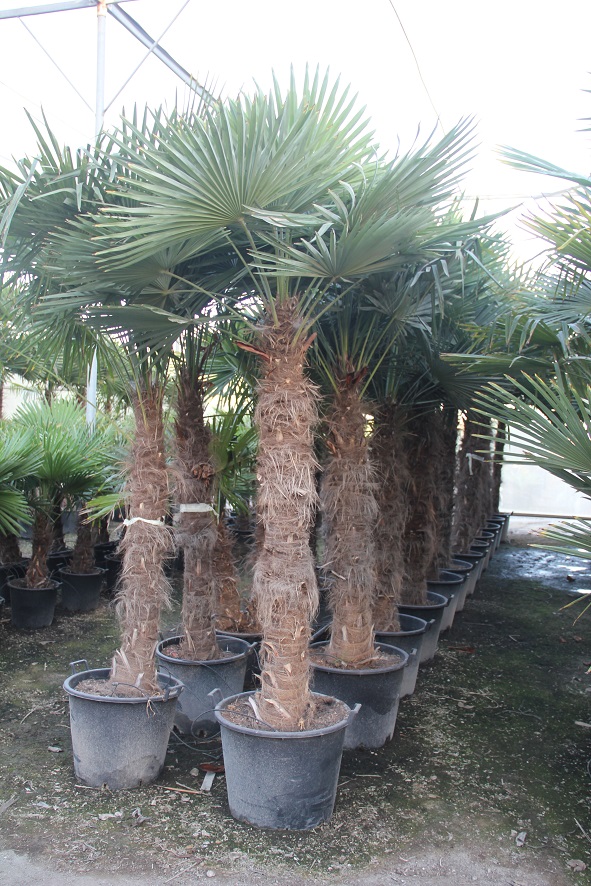 ontgrendelen Supermarkt selecteer Winterharde palmboom kopen | PalmbomenSpecialist.nl
