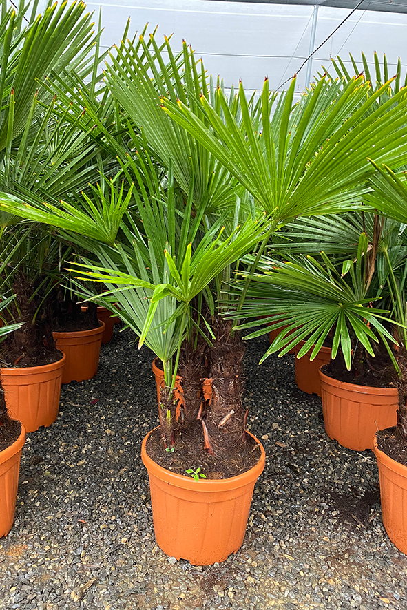 domineren logboek Philadelphia Winterharde palmboom kopen | PalmbomenSpecialist.nl